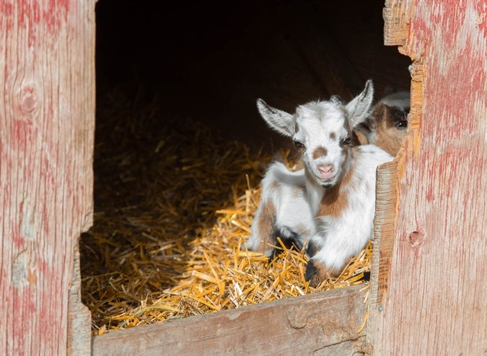A baby goat warms up in the sun at a petting zoo in Kamloops. 
