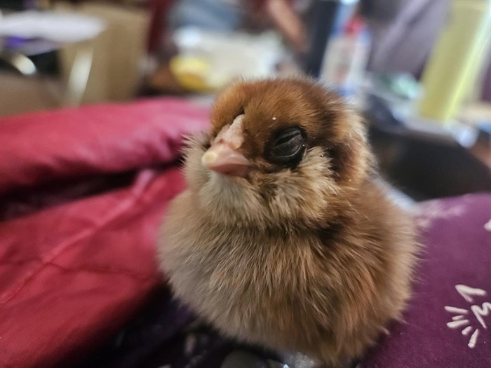 A newborn chicken was born on a farm near Kamloops. 