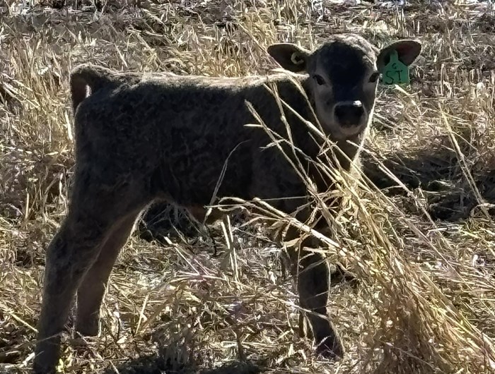 A baby cow is stands in a sunny field on a ranch near Kamloops. 