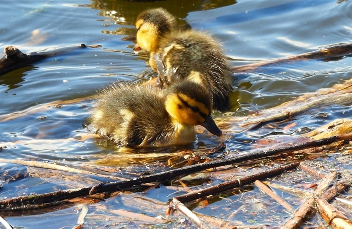 These fluffy baby ducks paddle on Munson's Pond in Kelowna. 