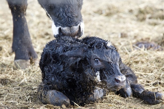A newborn cow gets washed by its mom on a ranch near Kamloops. 