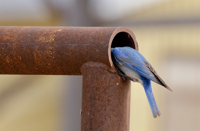 A male mountain bluebird inspects the inside of a pipe near Kamloops. 