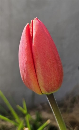 This tulip in trail is waiting to open. 