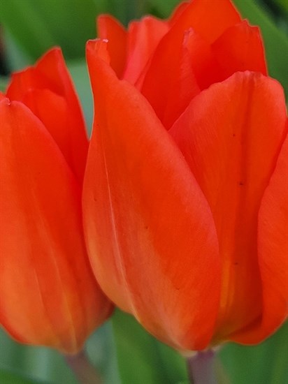 Bright tulips bloom in Kelowna. 