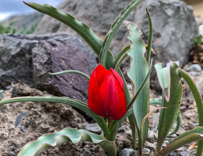 A bright red tulip is ready to bloom in Kamloops. 
