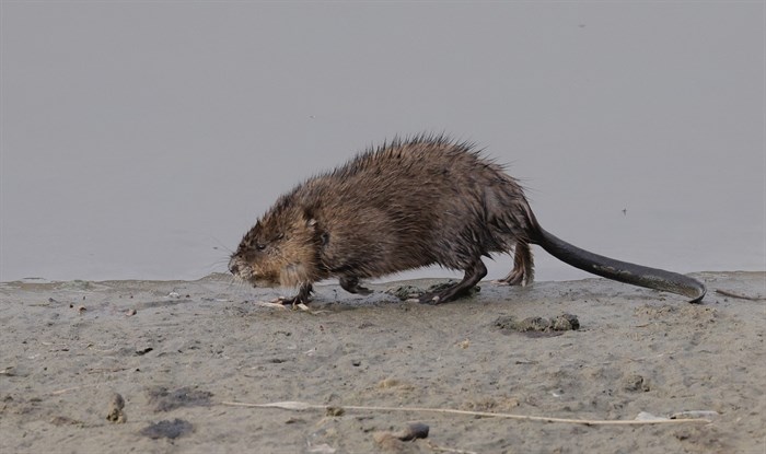 Muskrats have flattened vertical tails they use for swimming. 