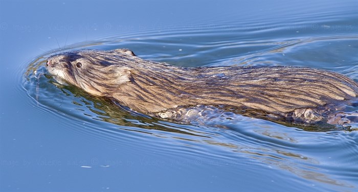 This muskrat was spotted swimming on pond near Kamloops. 