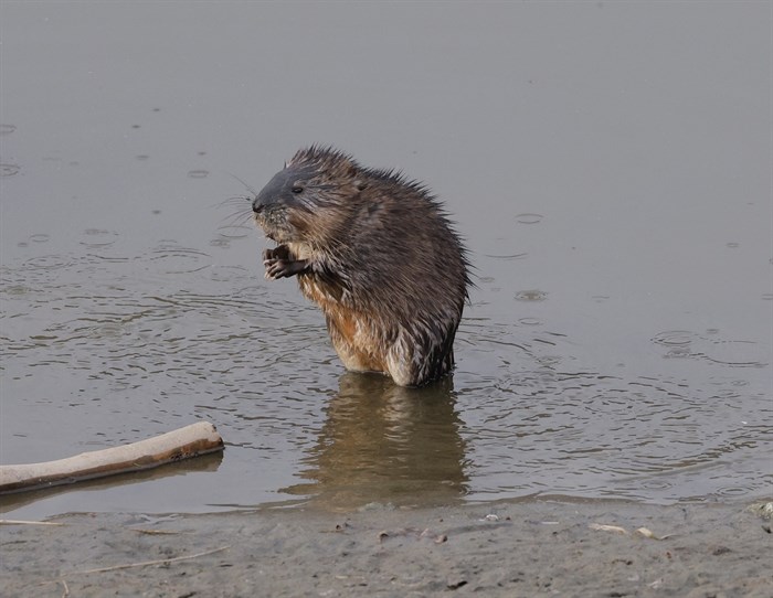 A muskrat stands in water at McArthur Island Park, Kamloops. 
