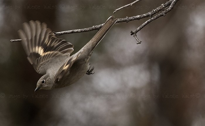 A Townsend's Solitaire swoops into the air at Tunkwa Lake near Savona. 