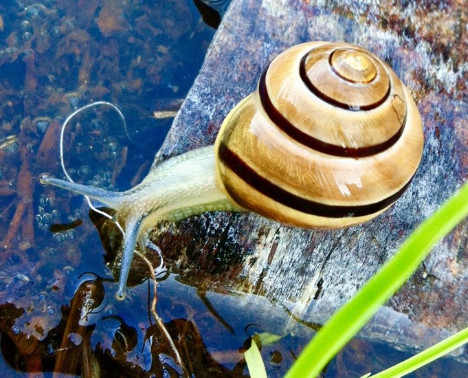  A snail appears to look at its reflection in a pond in the Slocan Valley. 
