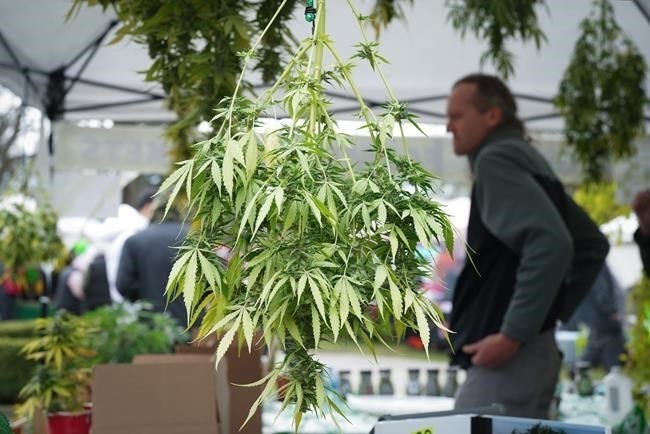 The head of a B.C. cannabis growers group says Vancouver's choice to discourage instead of sanction 4-20 celebrations over the weekend was a costly "missed opportunity." Marijuana plants are displayed for sale during a 4-20 event billed as a protest and farmers' market in Vancouver, B.C., Thursday, April 20, 2023.