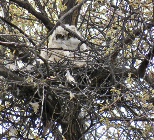A fluffy owlet peeks through the branches of a tree in the South Okanagan. 