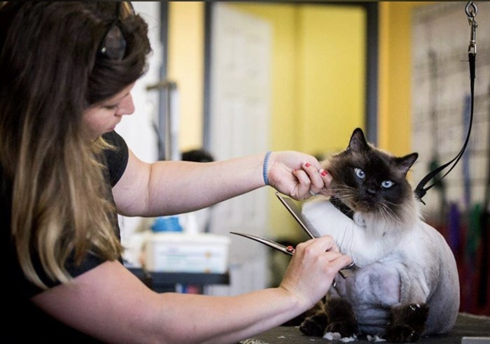 Pawlished Pet Grooming specialized cat grooming