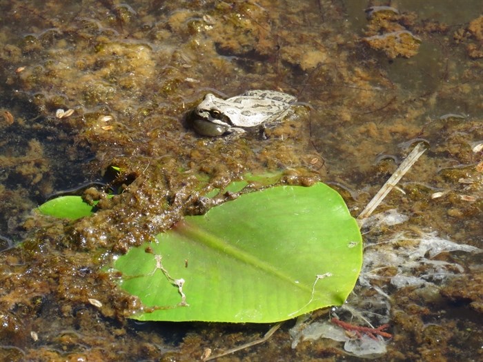 A Pacific tree frog rests in a pond in the South Okanagan.