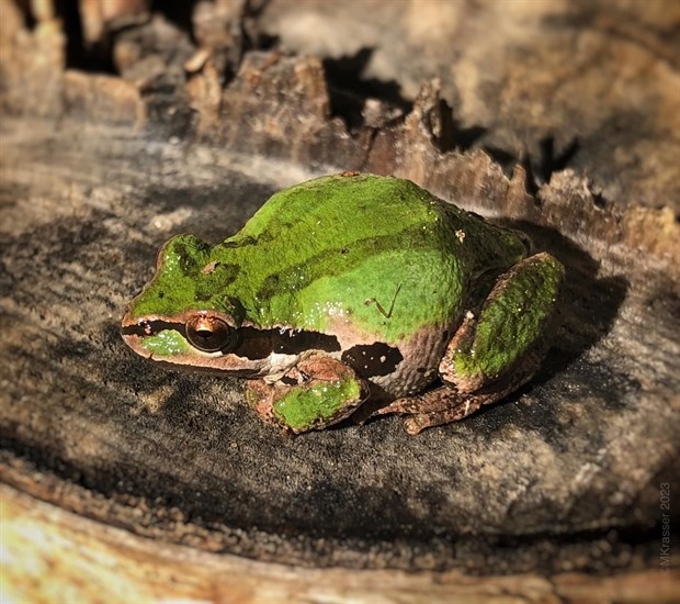 A Pacific tree frog suns itself on a stump in Kamloops. 