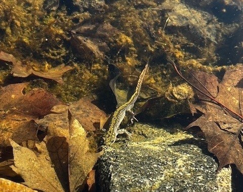 A western long toed salamander was spotted in a pond in the southern Okanagan.