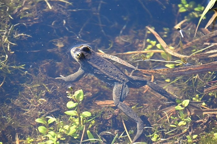 A Columbia spotted frogs swims in Isobel Lake near Kamloops. 