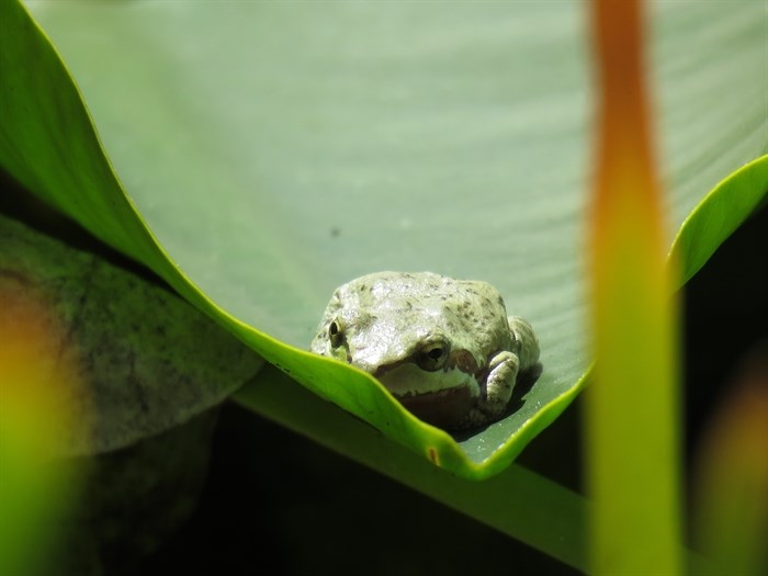 A Pacific tree frog rests on a leaf in the southern Okanagan. 