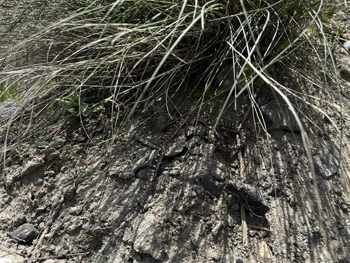 This great basin gopher snake was spotted in Kamloops. 