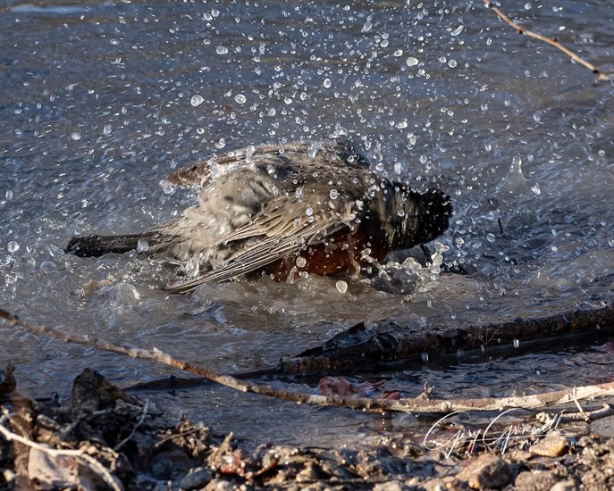 A robin splashes in the water at a lake in the Okanagan. 