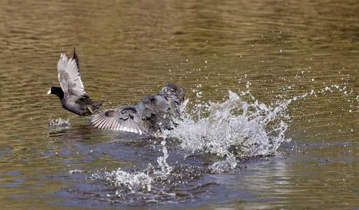 Coots play on the water in the Kamloops area. 