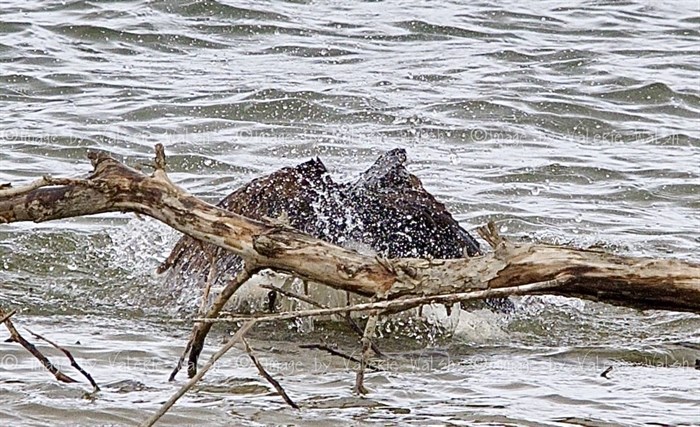 An eagle splashes in the Thompson River in Kamloops. 