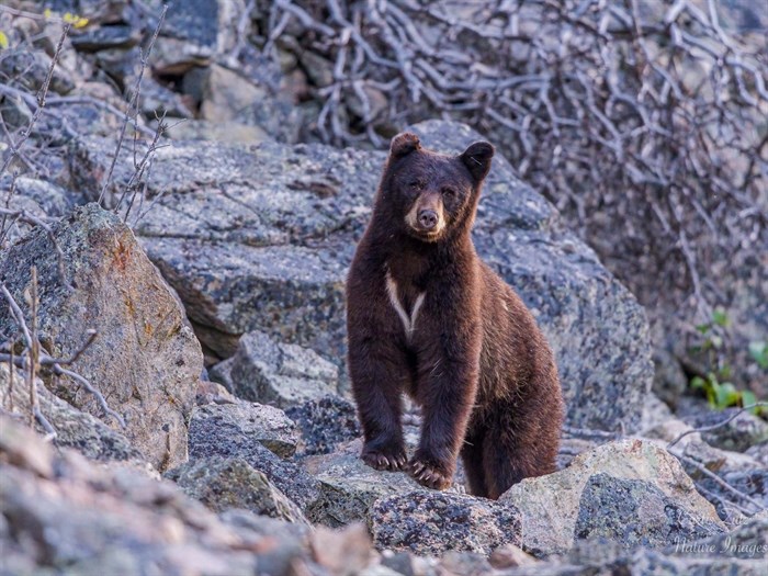 A bear with a distinctive marking has grown up in the south Okanagan and is pictured here as a young bear in 2021. 