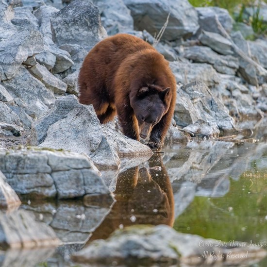 A young female black bear in the south Okanagan goes to drink at a watering hole in late fall, 2021.