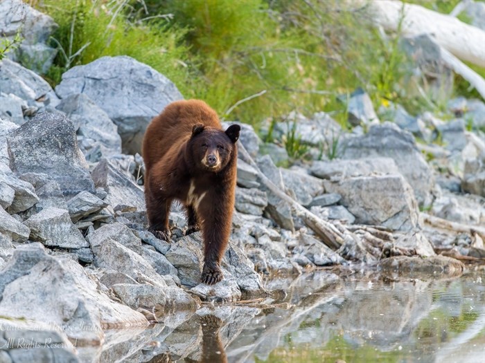 A young female black bear in the south Okanagan goes to drink at a watering hole in late fall, 2021. 