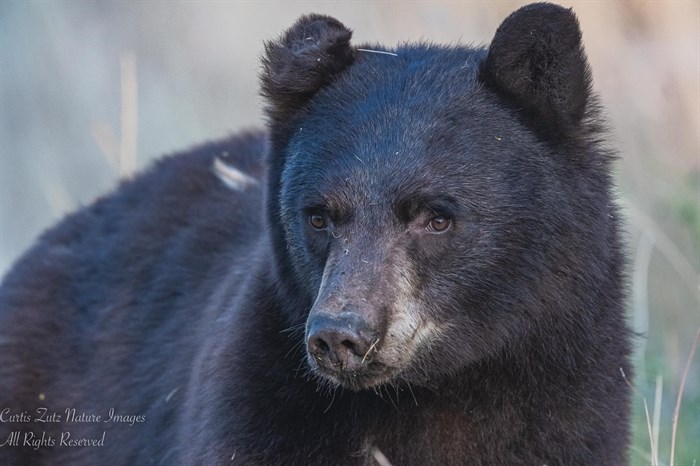 A young black bear near Oliver has a dark brown summer coat. 