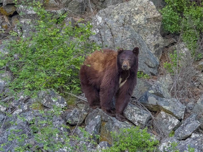This female black bear is raising three cubs in the Okanagan.  