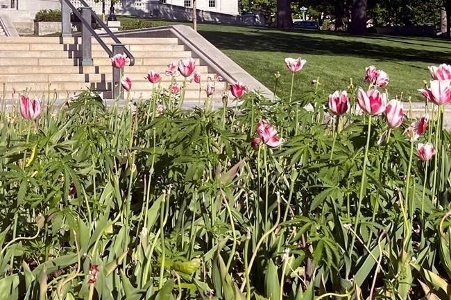 In this image provided by Shelby Ellison, tulips bloom in a flower bed in front to the Wisconsin Capitol, Thursday, May 16, 2024, in Madison, Wis. Workers have removed what appeared to be marijuana plants from a tulip garden on the Wisconsin Capitol grounds. State Department of Administration spokesperson Tatyana Warrick said in an email to The Associated Press on Friday, May 17, 2024, that workers have removed the plants, but that her agency lacks the expertise to determine if they were marijuana.