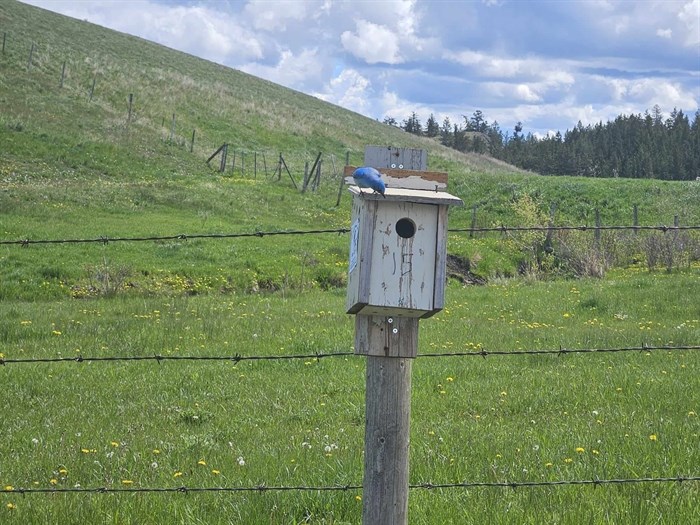 This nesting box at Edith Lake in Kamloops is occupied by a mountain bluebird pair with young. 