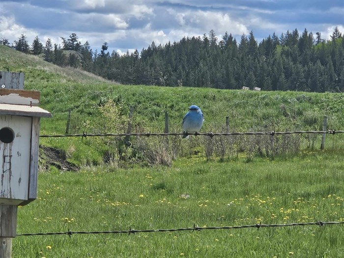 A male mountain bluebird perches on a wire fence at Edith Lake in Kamloops. 