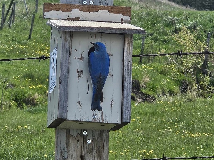 The bright blue feathers of a male mountain bluebird are seen in this photo taken at Edith Lake in Kamloops. 