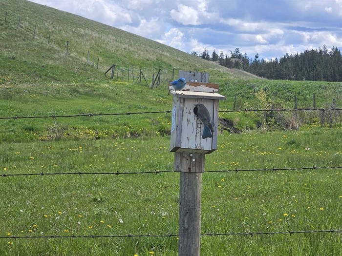 A male and female mountain bluebird are raising young in a nesting box in Kamloops. 