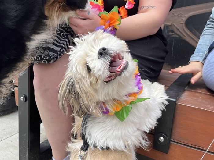 A dog enjoying the day with its lei. 