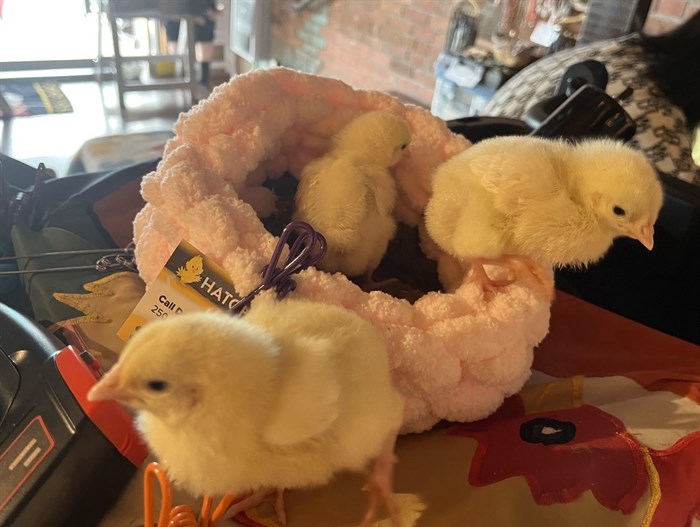 The tiny chicks spilling out of their cozy bed at the holding station. 