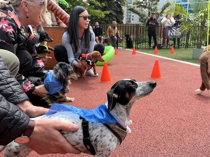 The athletes on their marks at the Okanagan Pet Expo's 'Weenie Waggle' race. 