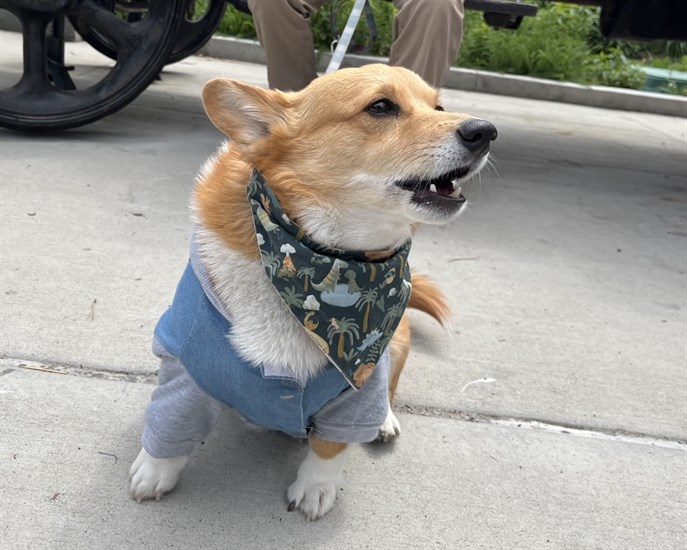 Georgie the corgi showing he can be tough while wearing a little jacket. 