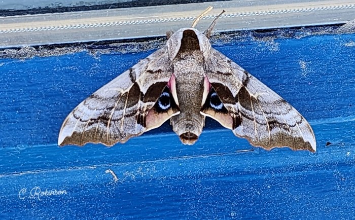 This One-eyed Sphinx moth was spotted in Penticton. 