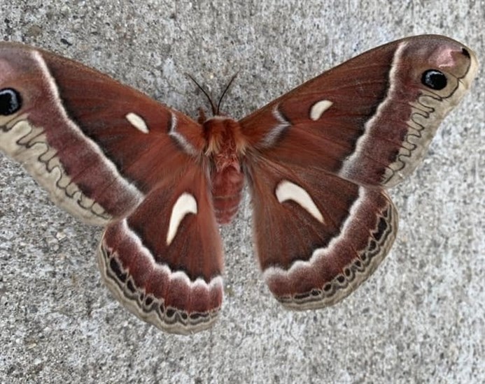 A Cecropia moth was found in the Shuswap. 