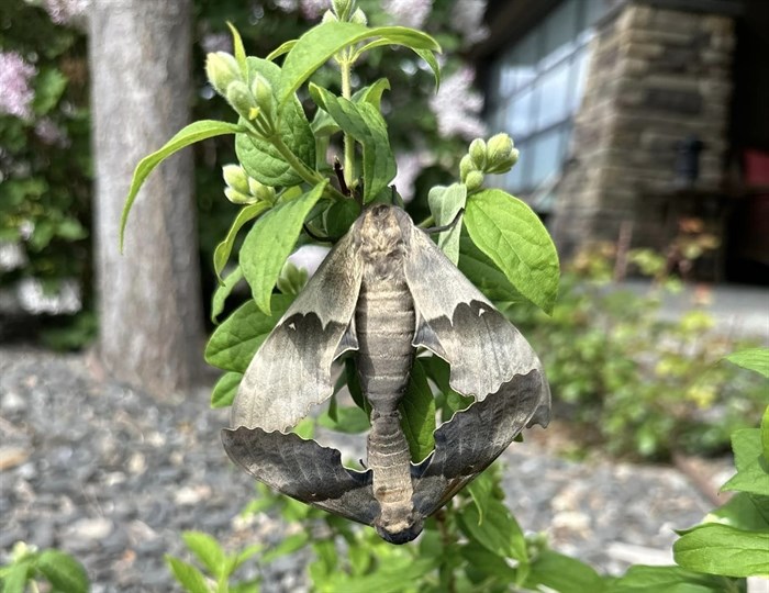These mating Modest Sphinx moths were found in the Kamloops area. 