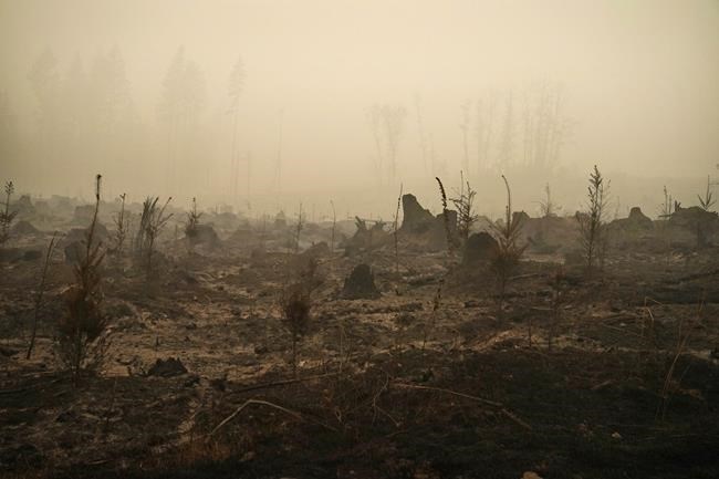FILE - A forested area burned by the Riverside Fire is seen, Sept. 13, 2020, near Molalla, Ore. Dozens of Oregon wineries and vineyards have sued PacifiCorp over the deadly 2020 wildfires that ravaged the state, alleging that the utility's decision to not turn off power during the Labor Day windstorm contributed to blazes whose smoke and soot damaged their grapes and reduced their harvest and sales.