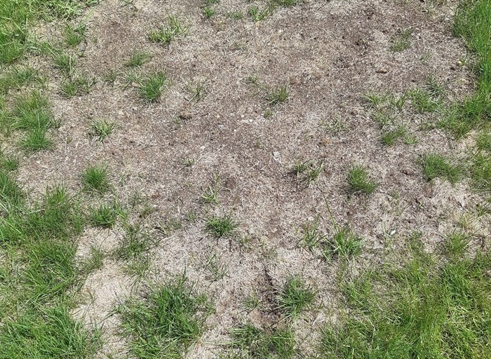 This lawn in the Kamloops area was damaged by the larva of the invasive European chafer beetle. 