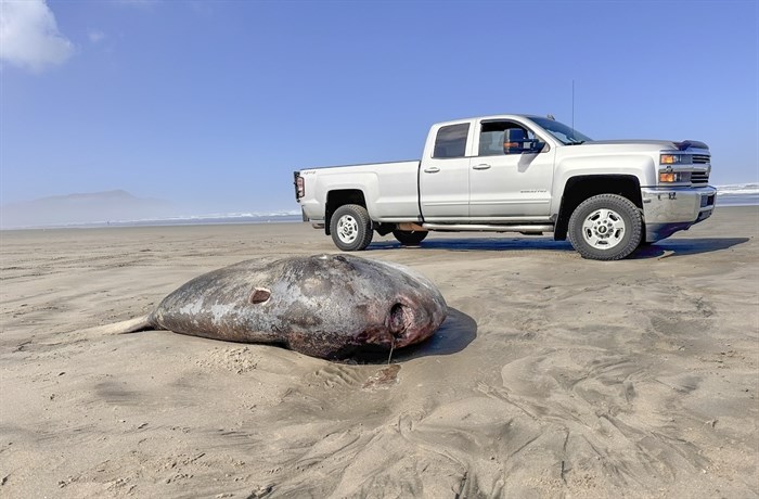 A massive rare fish thought to only live in temperate waters in the southern hemisphere has washed up on Oregon's northern coast, drawing crowds of curious onlookers intrigued by the unusual sight.