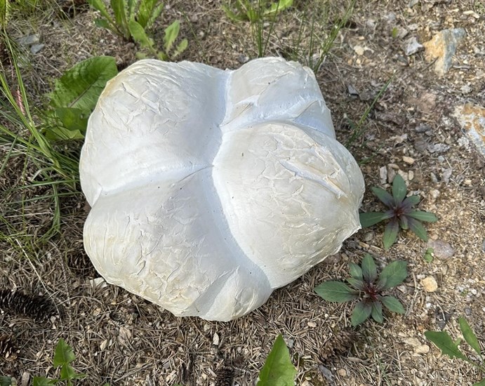 This puffball mushroom was found growing on a property in the Shuswap. 