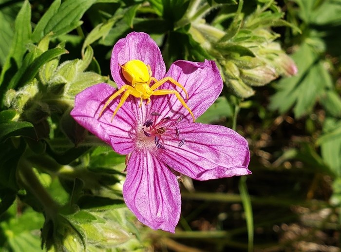 A goldenrod crab spider perches on a bright flower in Kamloops. 
