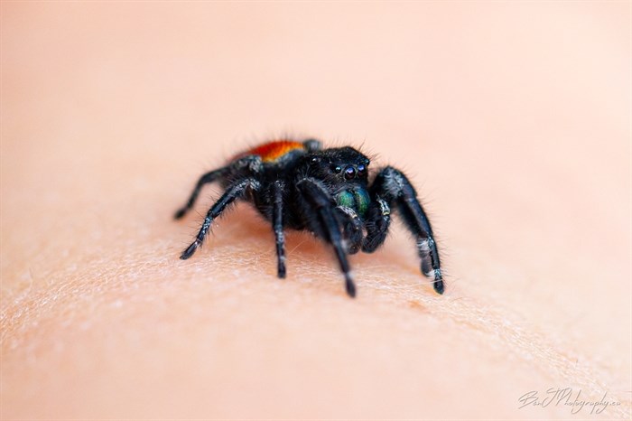 This spider in Kamloops has many eyes and colourful patches. 