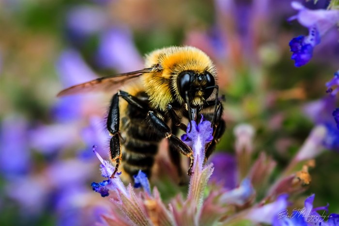 A bee in Kamloops sucks nectar from a flower. 